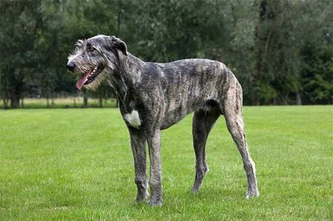The Irish Wolfhound The Irish Wolfhound