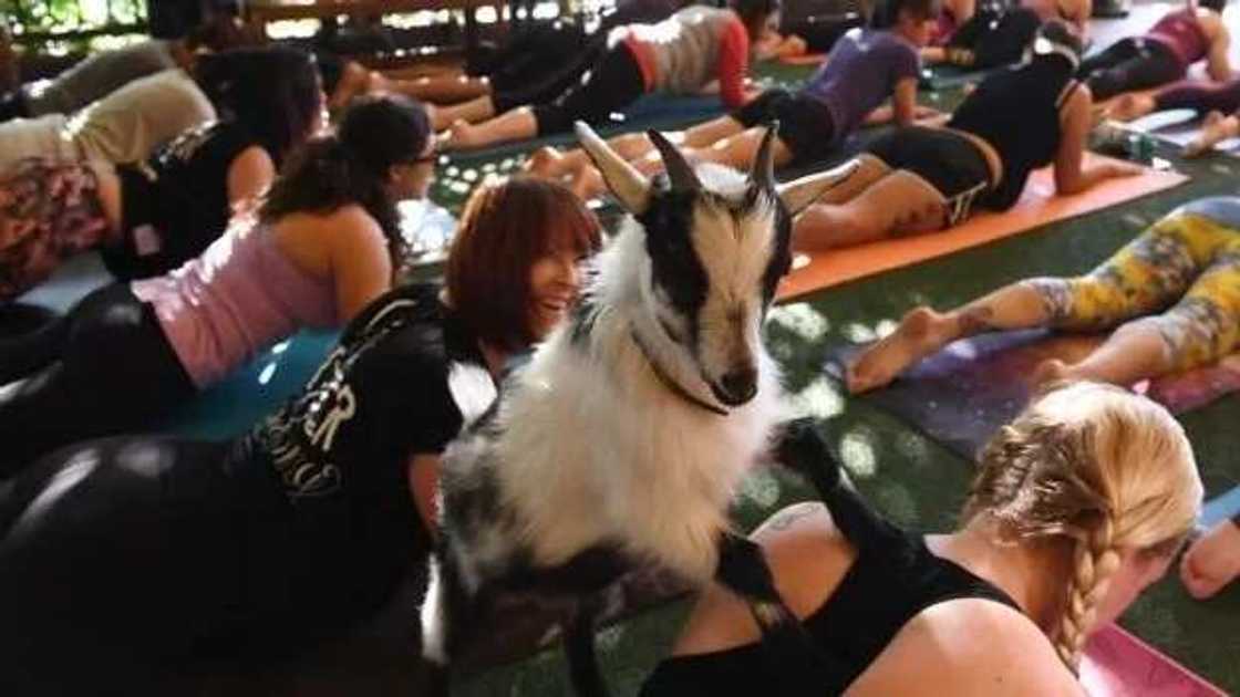 Akuyar mu ta je Amurka ta bada mamaki gaban Turawa Akuyar mu ta je Amurka ta bada mamaki gaban Turawa