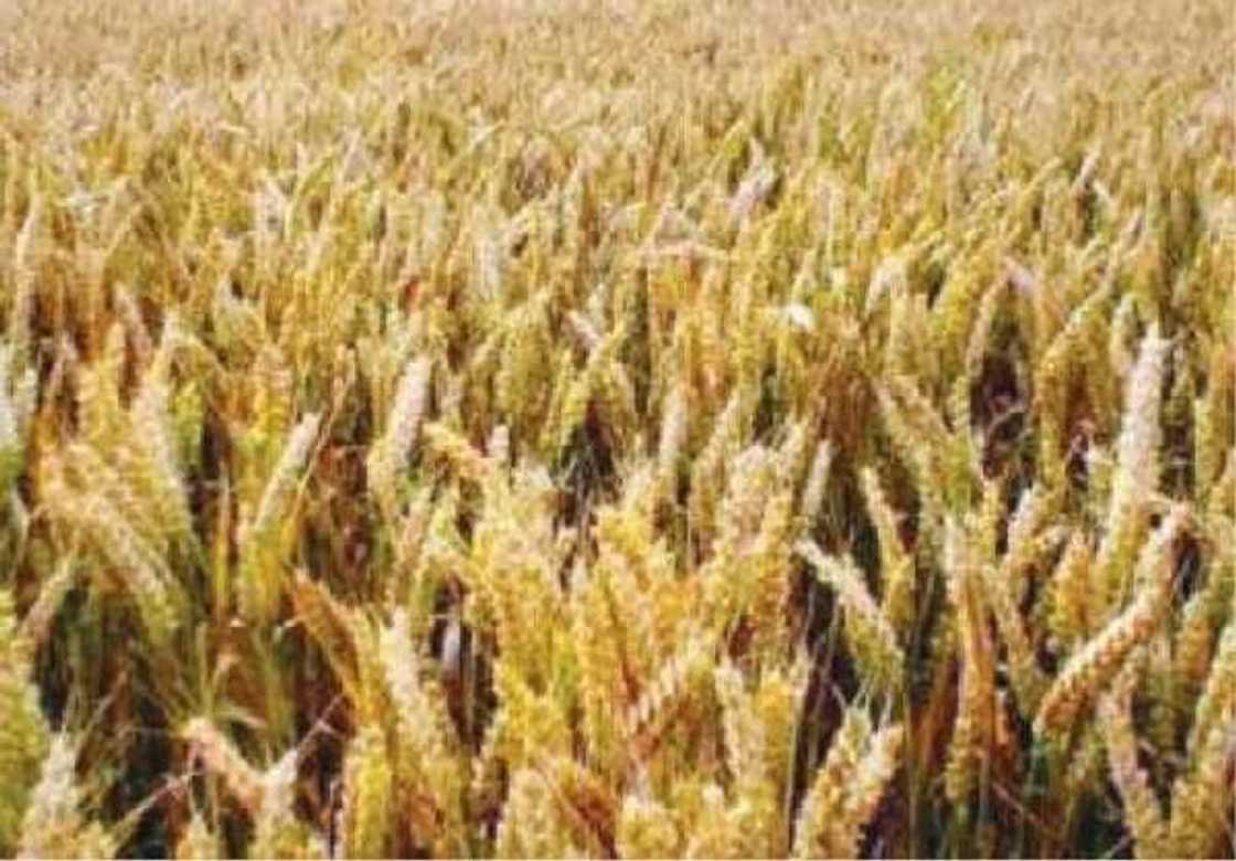 Aikin noma: Manoman alkama sun koka a kan gwamnati ta yi watsi da su Aikin noma: Manoman alkama sun koka a kan gwamnati ta yi watsi da su