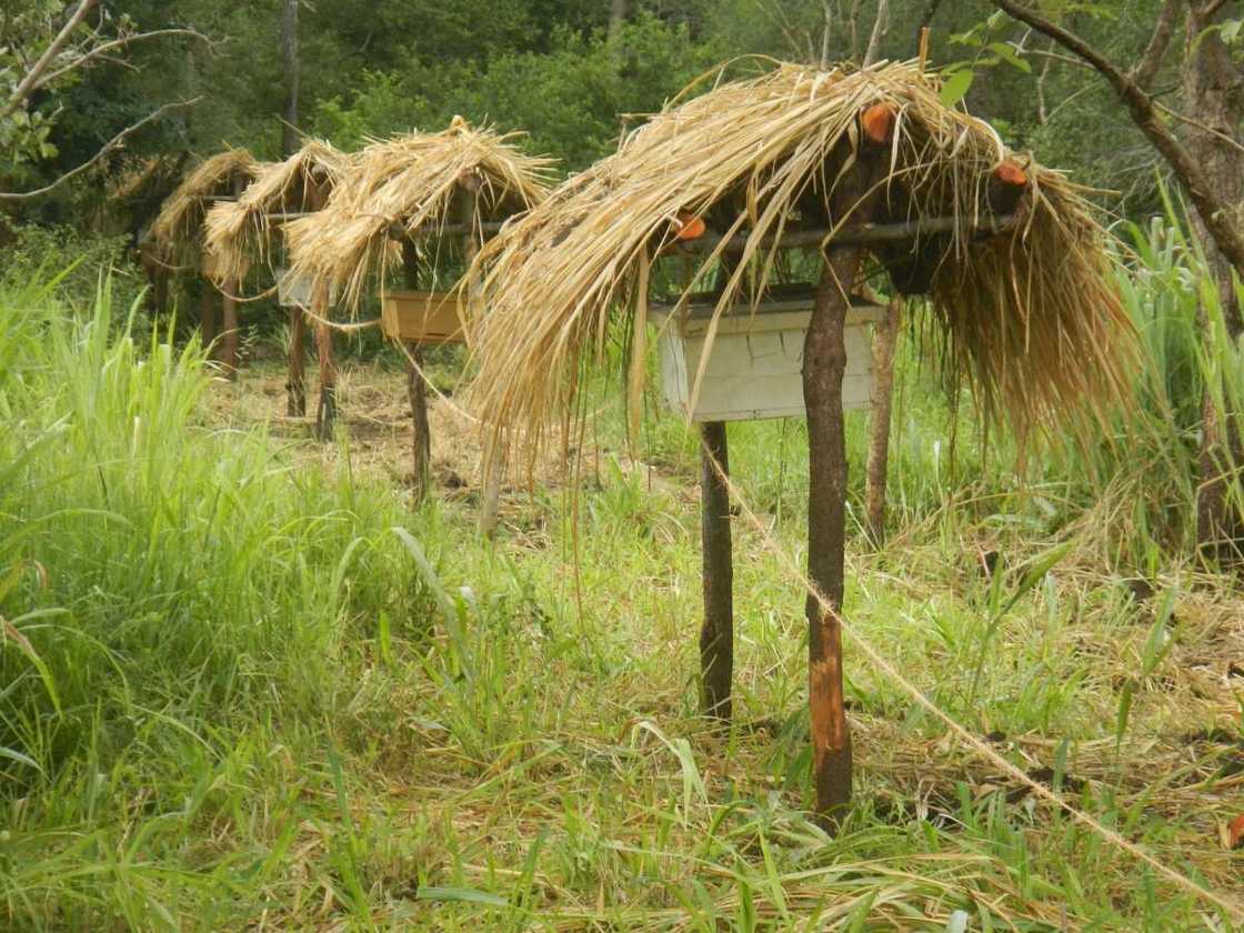 The Grass hive