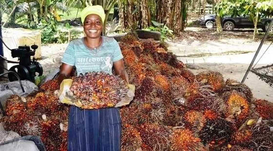 Companies that buy palm oil in Nigeria