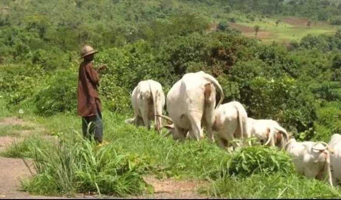 Za'a fara gina filayen kiwon Shanu a mako mai zuwa - Gwamnatin Tarayyah Za'a fara gina filayen kiwon Shanu a mako mai zuwa - Gwamnatin Tarayyah