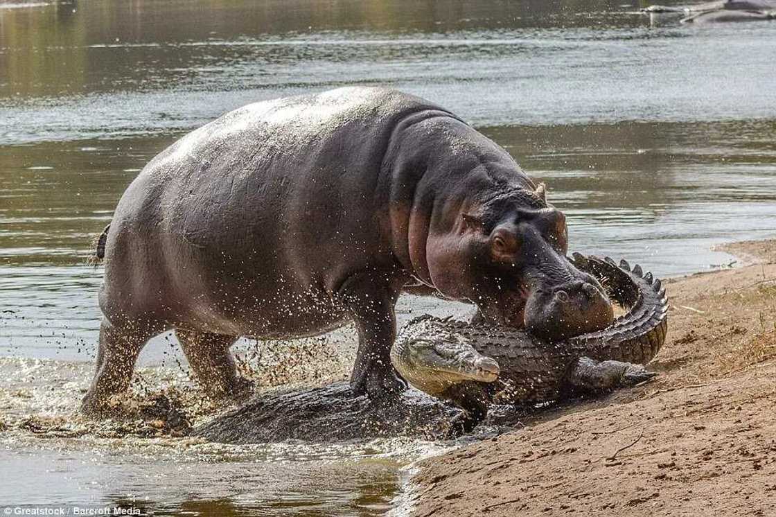 Hippopotamus Attacks Crocodile To Protect Her Baby Hippopotamus Attacks Crocodile To Protect Her Baby