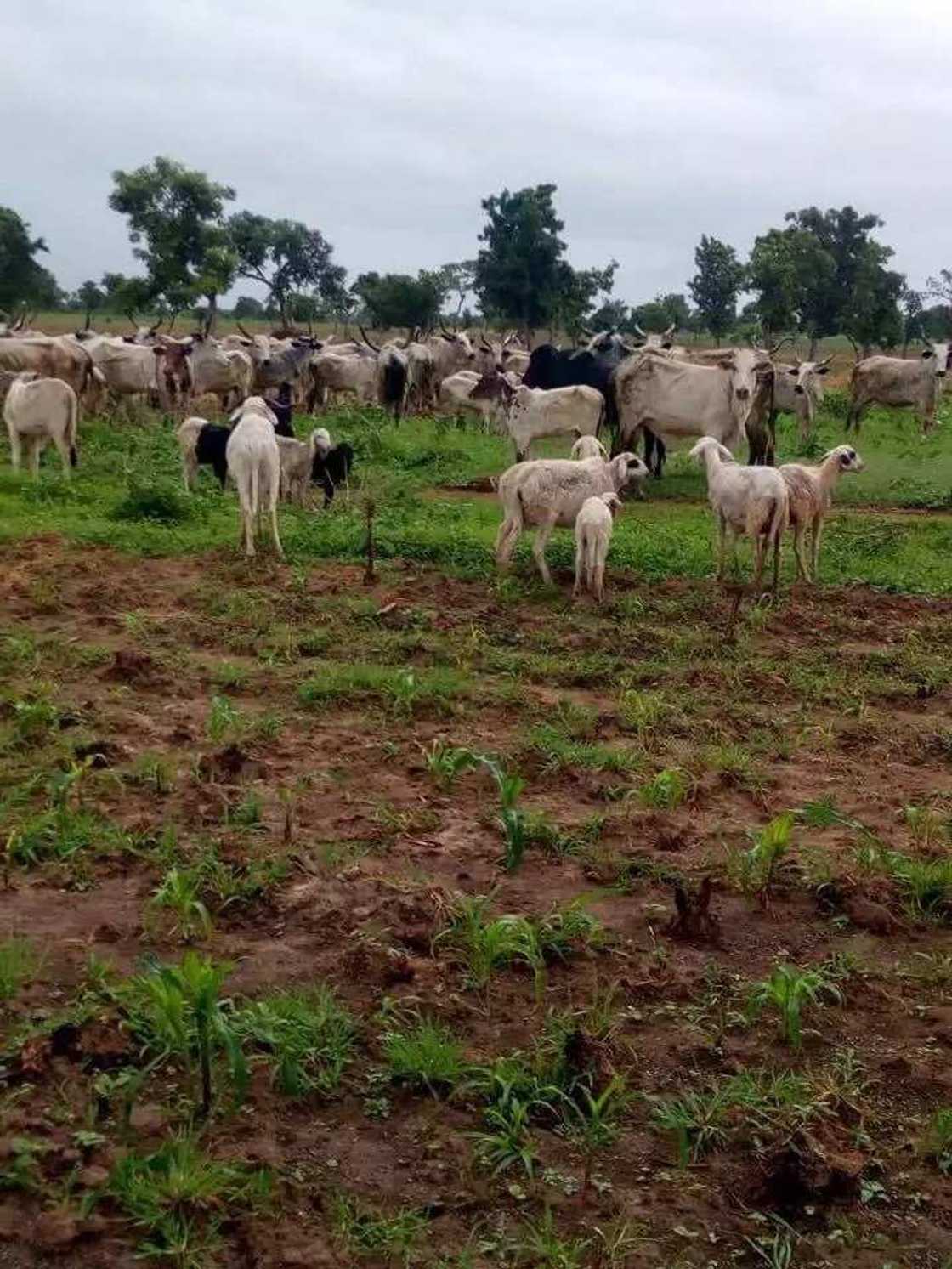 Dakarun Soji sun kakkaɓe ɓarayin shanu daga dajin jihar Kaduna Dakarun Soji sun kakkaɓe ɓarayin shanu daga dajin jihar Kaduna