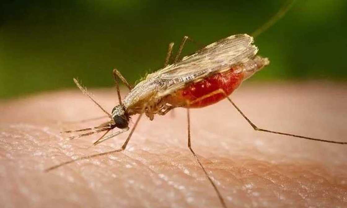 Bincike ya nuna sanadarin wanke baki zai iya maganin ciwon Malaria Bincike ya nuna sanadarin wanke baki zai iya maganin ciwon Malaria