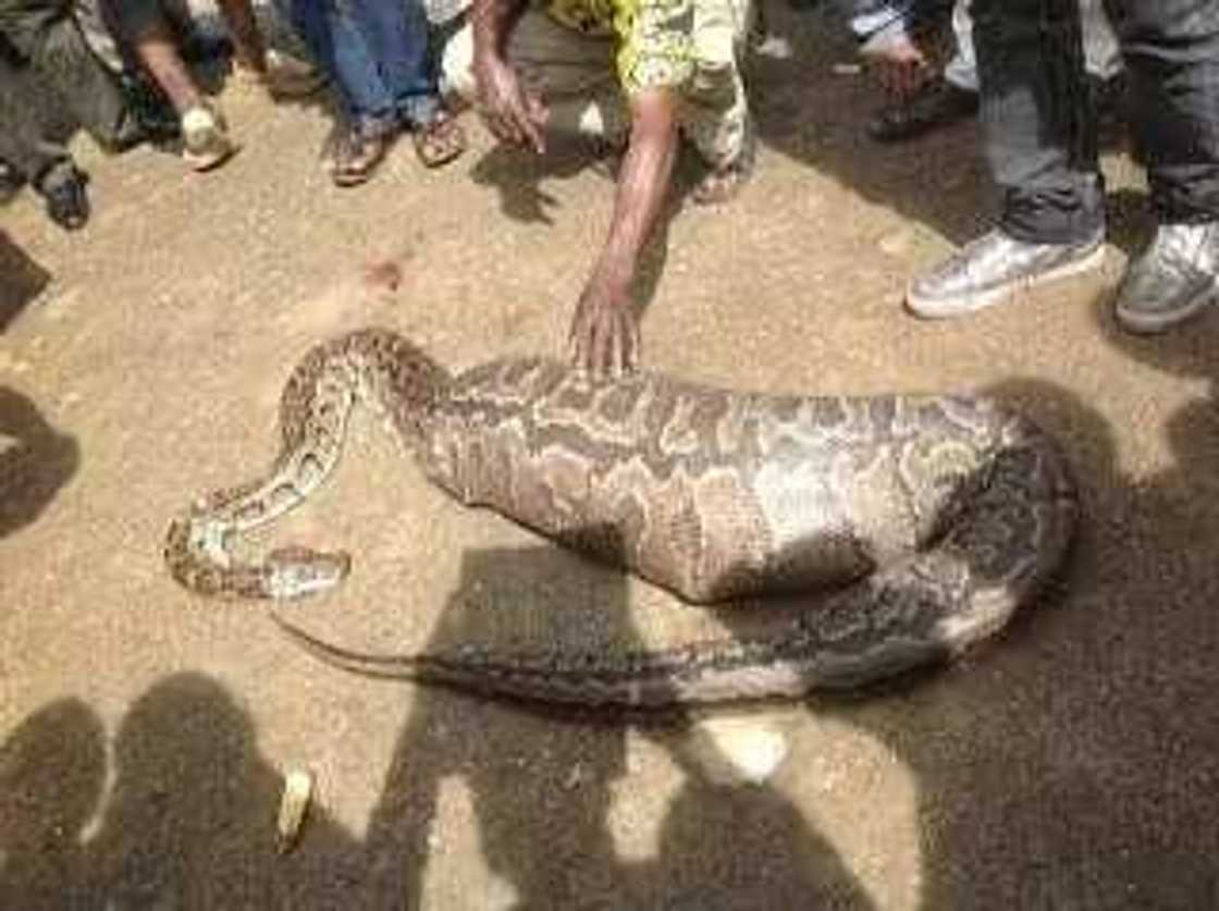 Snake swallows goat in Abuja Snake swallows goat in Abuja