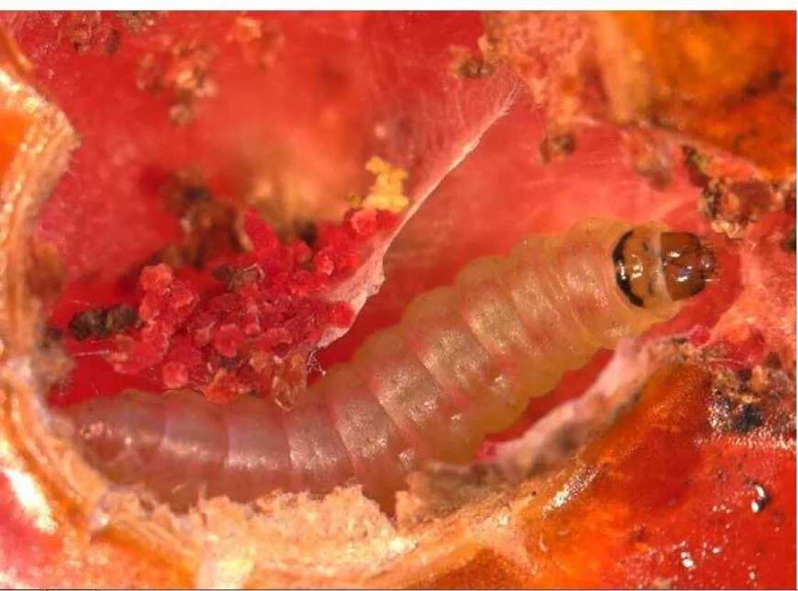 Feature: The plague ravaging the nation's tomatoes Feature: The plague ravaging the nation's tomatoes