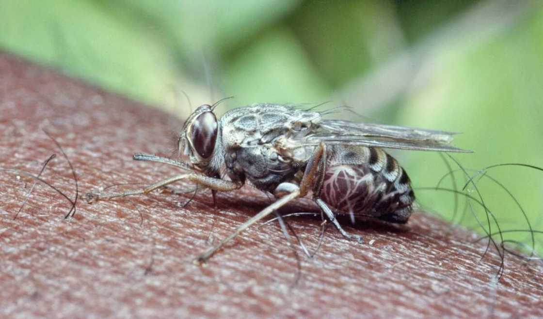 Types of insects that may be dangerous in Nigeria Types of insects that may be dangerous in Nigeria