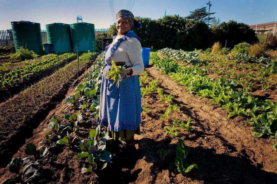 Nigerian woman on her land Nigerian woman on her land
