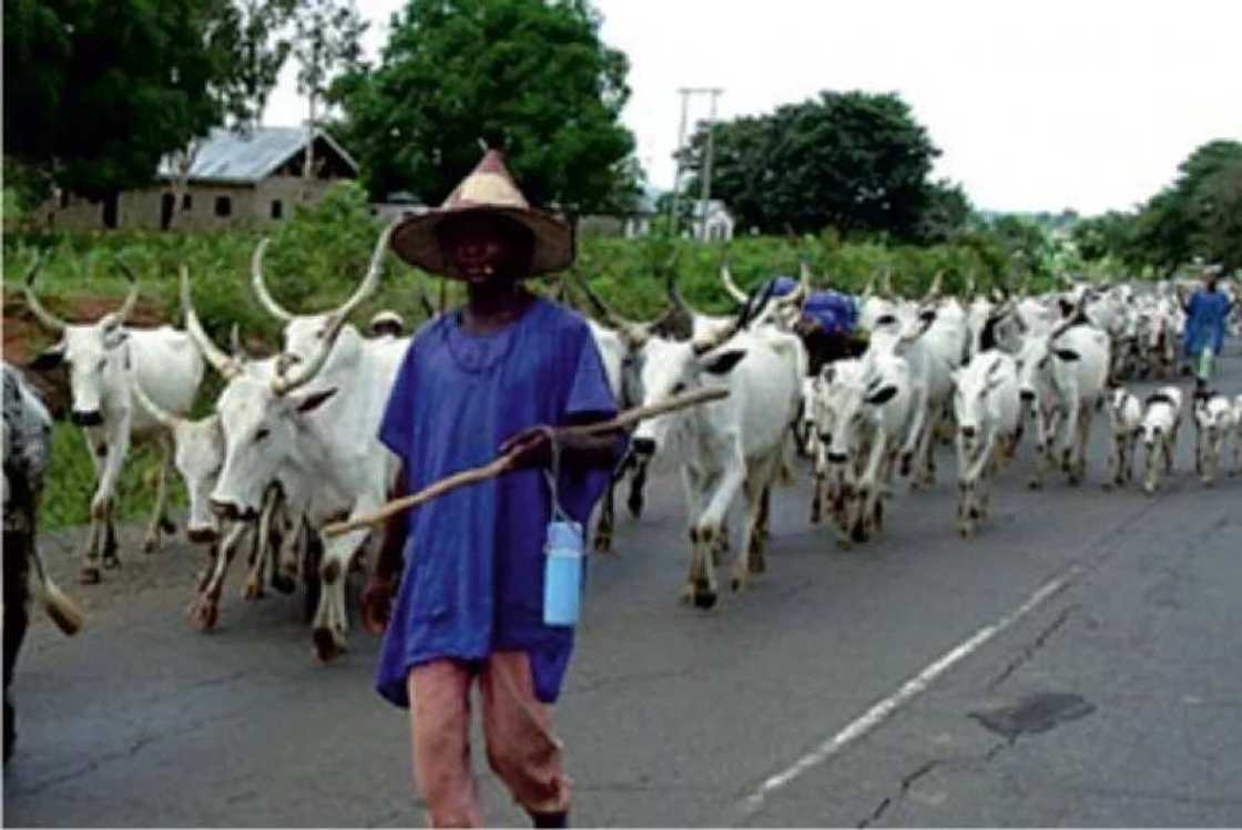 Fulani herdsmen reject idea of grazing reserves Fulani herdsmen reject idea of grazing reserves