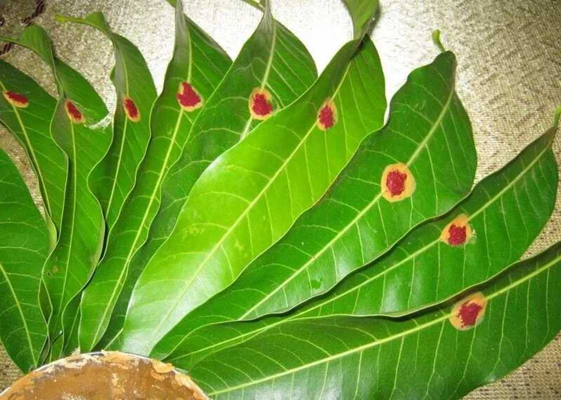 Benefits of mango leaves for weight loss Benefits of mango leaves for weight loss