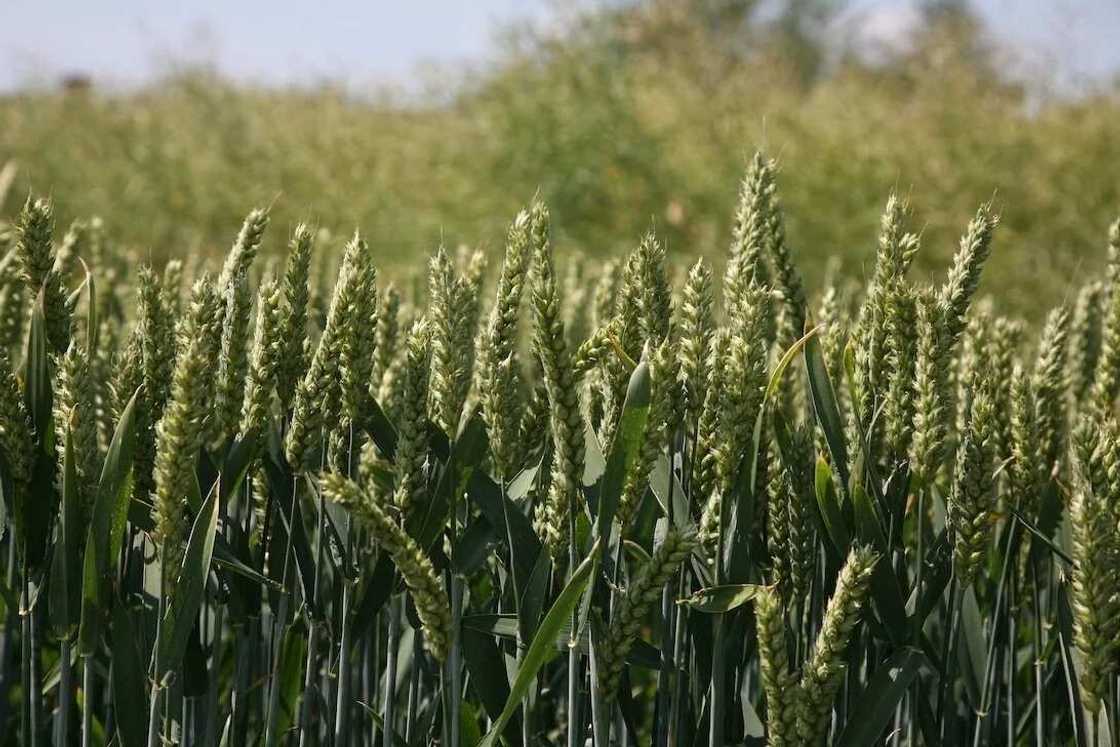 Ley farming advantages Ley farming advantages