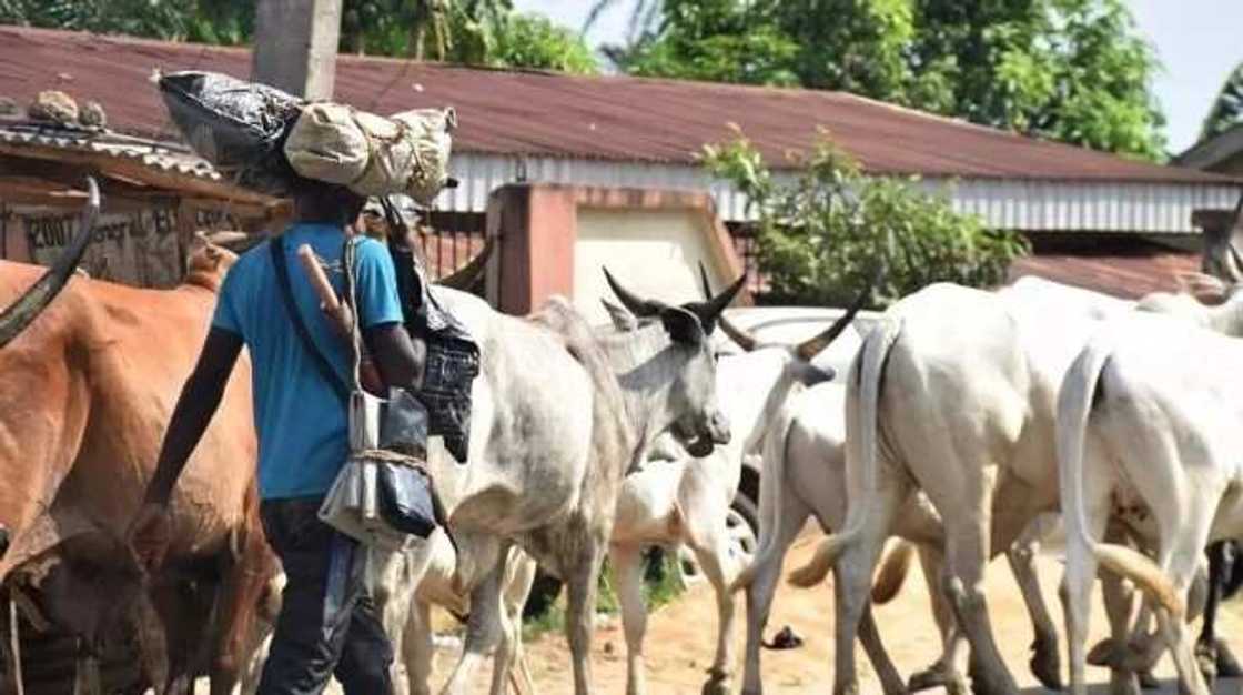 Yanzu Yanzu: Barayin shanu sun kai hari a wani kauyen Zamfara sun kashe mutane 13