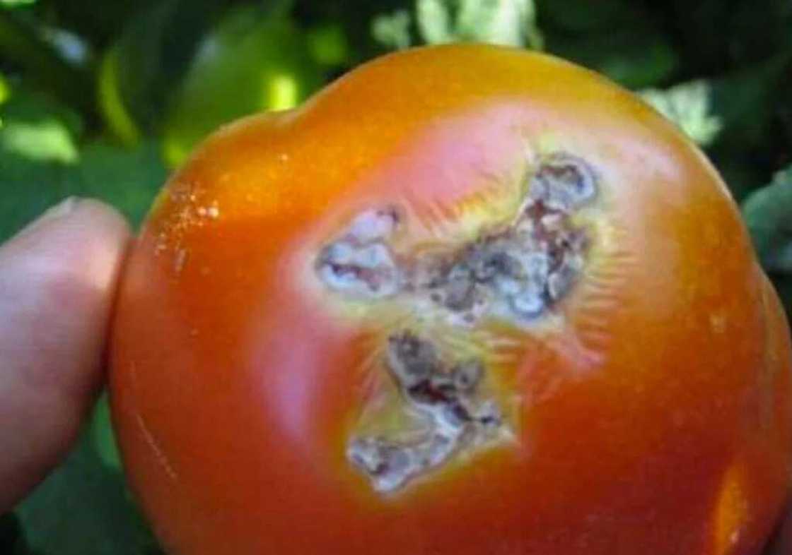 Feature: The plague ravaging the nation's tomatoes Feature: The plague ravaging the nation's tomatoes