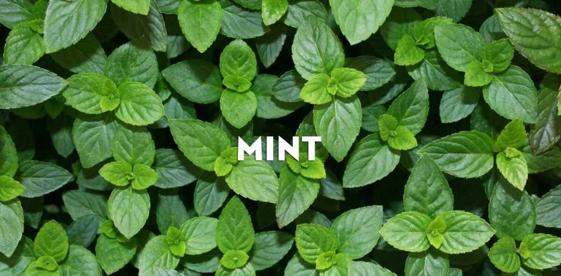 Benefits of mint leaves for weight loss Benefits of mint leaves for weight loss