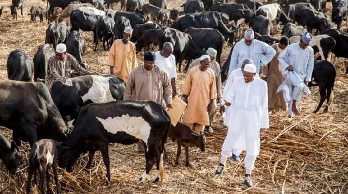 President Muhammadu Buhari in his farm, animals, Katsina state, Daura President Muhammadu Buhari in his farm, animals, Katsina state, Daura