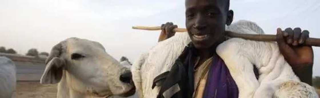 Prospect of livestock farming in Nigeria: how to do the livestock business Prospect of livestock farming in Nigeria: how to do the livestock business
