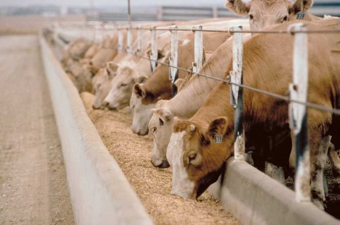 Prospect of livestock farming in Nigeria: cattle farming Prospect of livestock farming in Nigeria: cattle farming