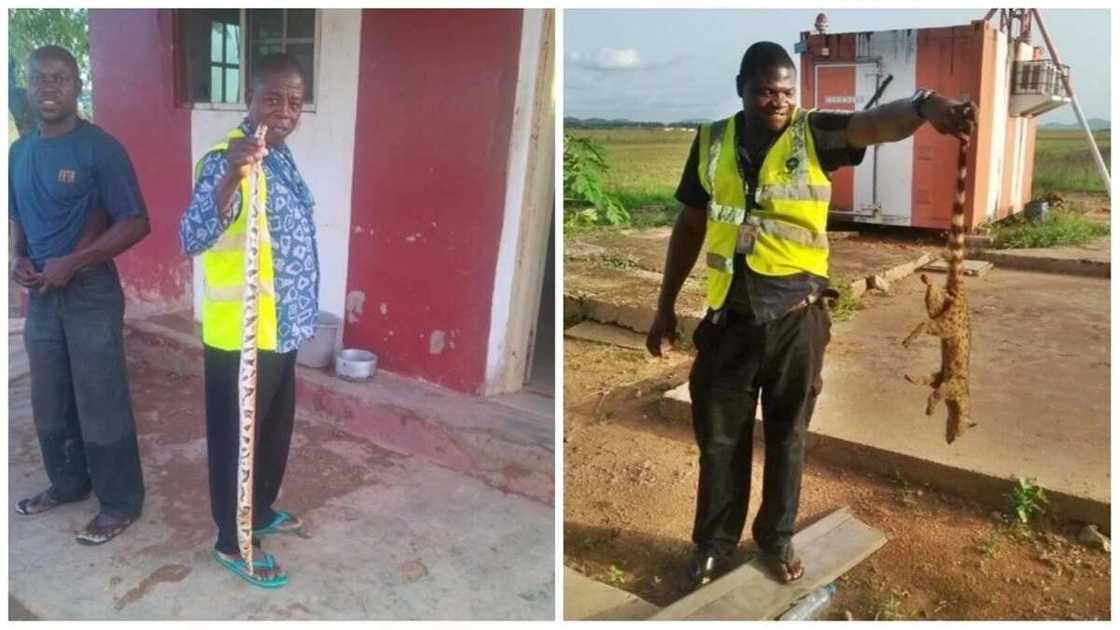 HUGE python and wild cat HUGE python and wild cat