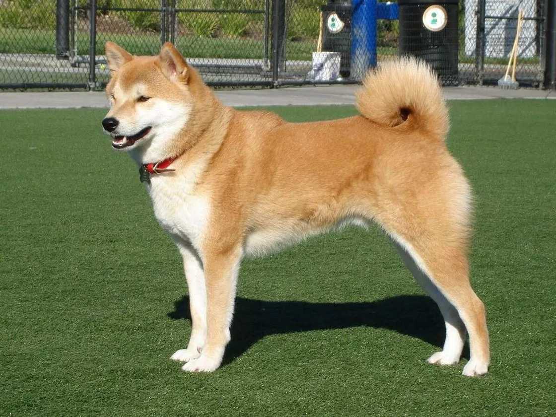 The Akita Inu The Akita Inu