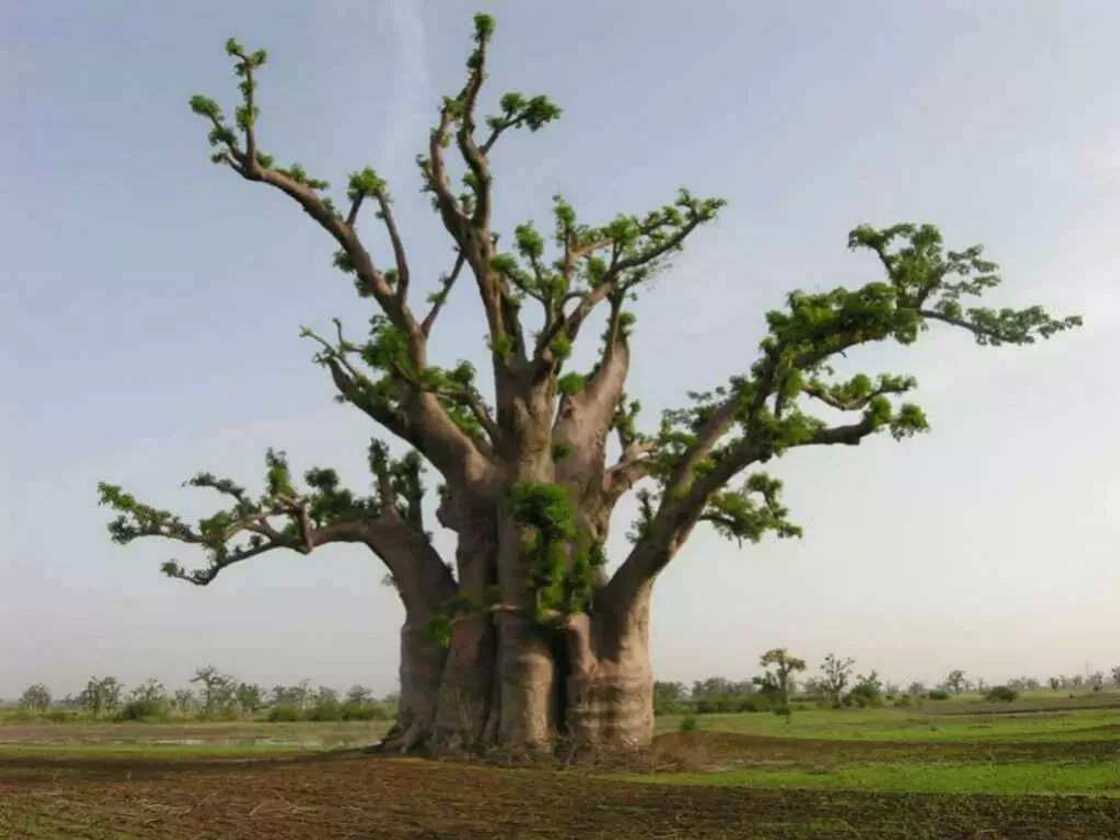 Adansonia digitata Adansonia digitata