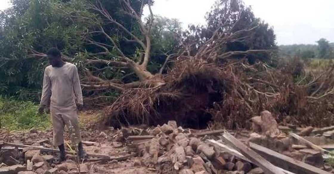 Rusau: Dangote ya rushe gidaje da bishiyun wani kauye, hoto Rusau: Dangote ya rushe gidaje da bishiyun wani kauye, hoto