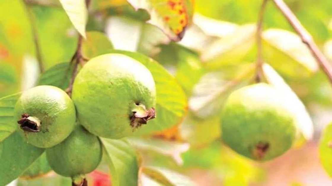 Guavas Guavas