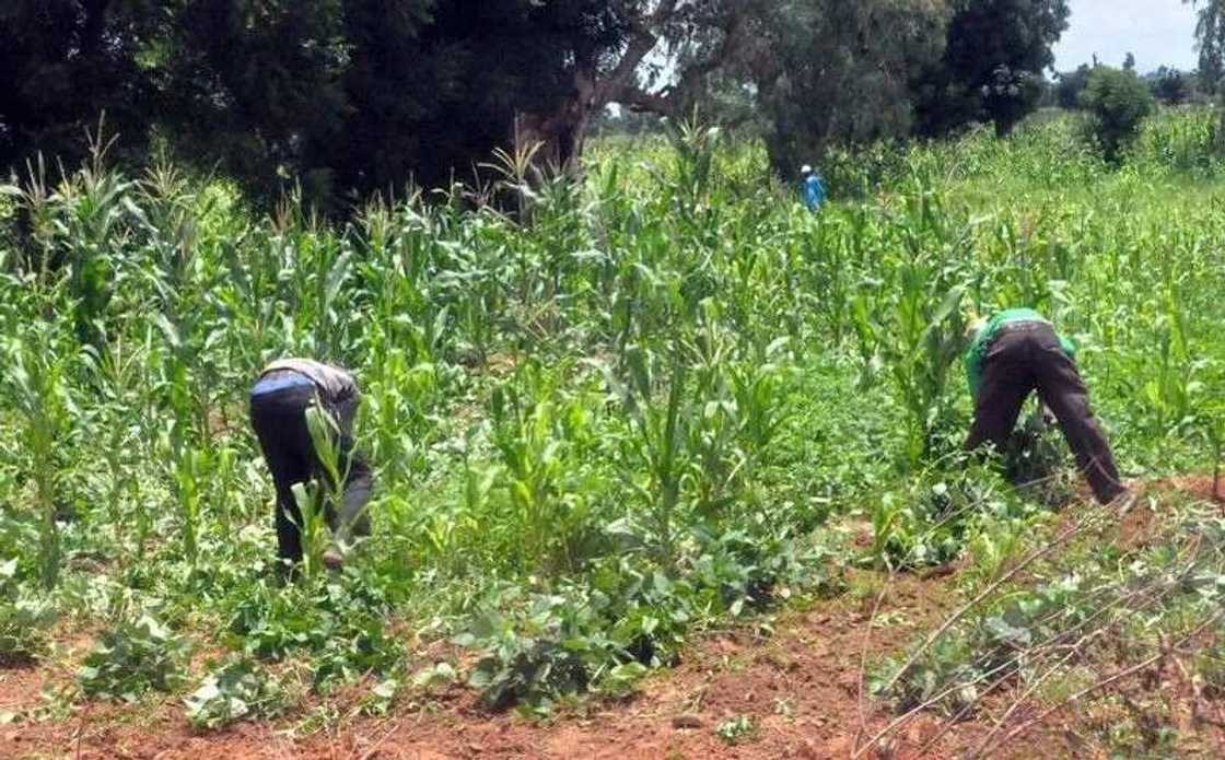 Manoma a jihar Jigawa sun rungumi sana'ar noman dankali Manoma a jihar Jigawa sun rungumi sana'ar noman dankali