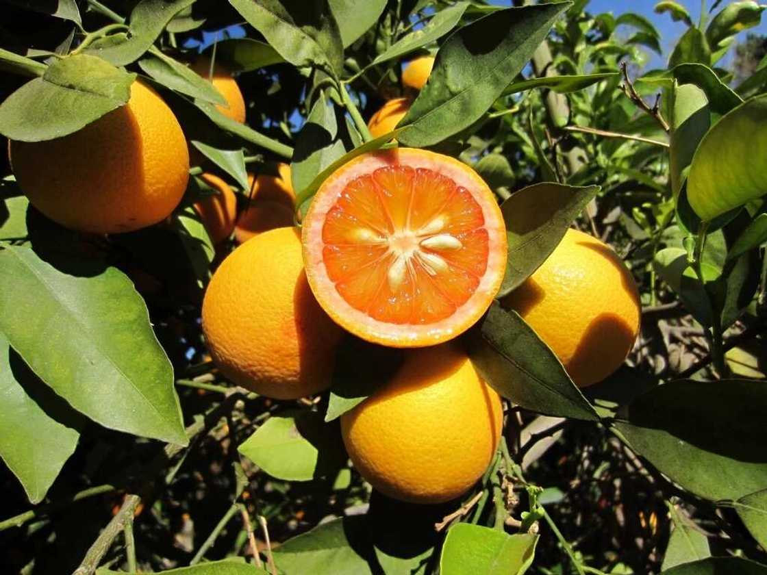 acidless orange