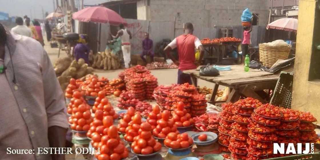 Gwamnati na duba yiwuwar yiwa kayan gona masu bukatar sanyi suto-suto 100 a fadin kasar nan