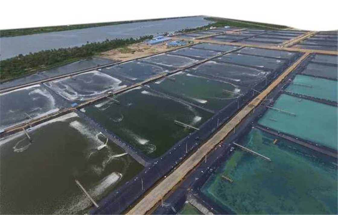 Atlantic Shrimpers Ltd unveils largest shrimp farm in Sub-Saharan Africa