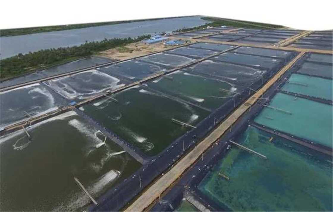 Atlantic Shrimpers Ltd unveils largest shrimp farm in Sub-Saharan Africa Atlantic Shrimpers Ltd unveils largest shrimp farm in Sub-Saharan Africa