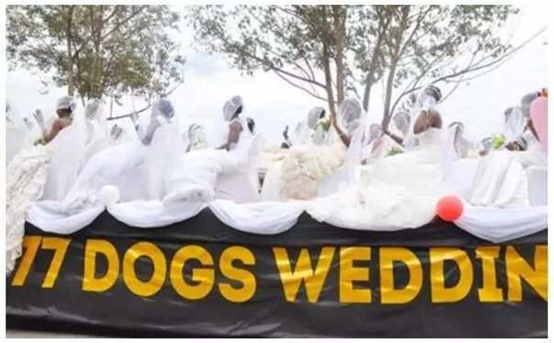 200 brides ride in a truck to their mass wedding in Uganda 200 brides ride in a truck to their mass wedding in Uganda