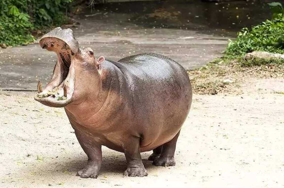 Hippopotamus