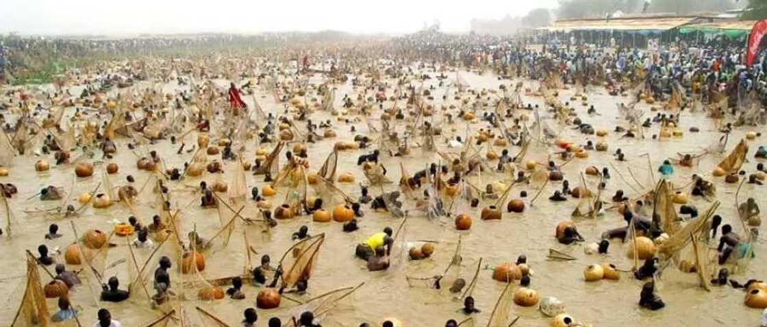 Argungu festival Argungu festival