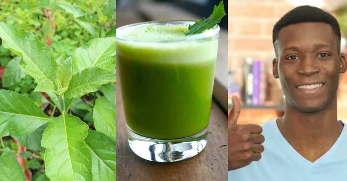 What does bitter leaves water do to the body? What does bitter leaves water do to the body?