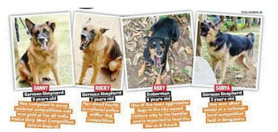 See Nigerian arrested India with banned substance worth N161 million See Nigerian arrested India with banned substance worth N161 million