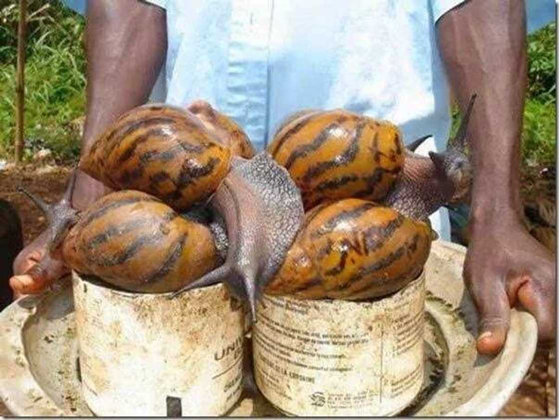 Prospect of livestock farming in Nigeria: snail farming Prospect of livestock farming in Nigeria: snail farming