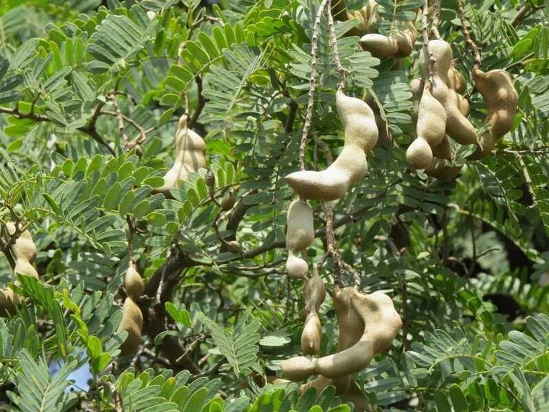 Tamarindus indica Tamarindus indica
