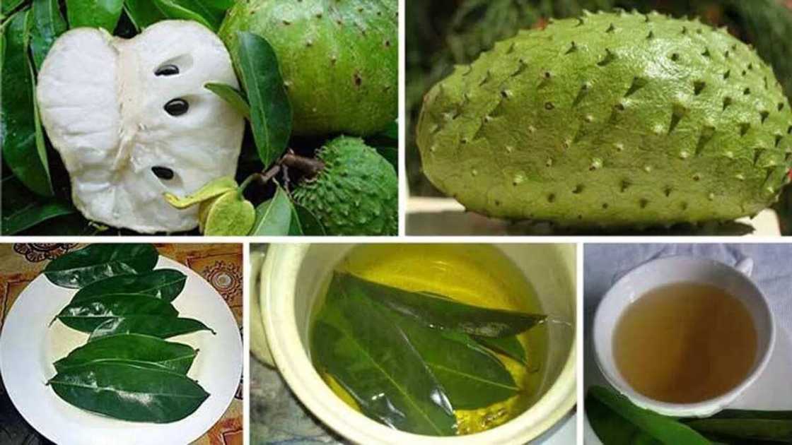 soursop leaves and fruits soursop leaves and fruits