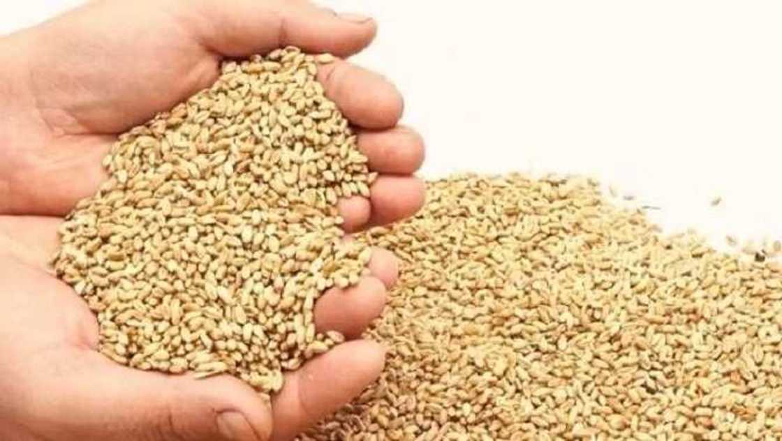 Zakkar Fidda-Kai da yadda ake fidda ta a Musulunci Zakkar Fidda-Kai da yadda ake fidda ta a Musulunci