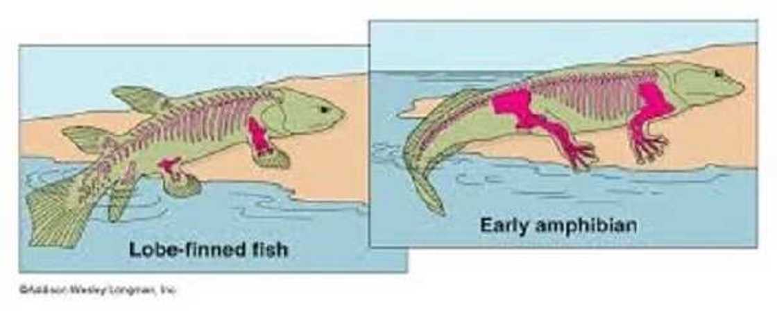 Kimiyya: Shin ina ne asalin danAdam, kuma meye alakarsa da sauran halittun duniya? Kimiyya: Shin ina ne asalin danAdam, kuma meye alakarsa da sauran halittun duniya?