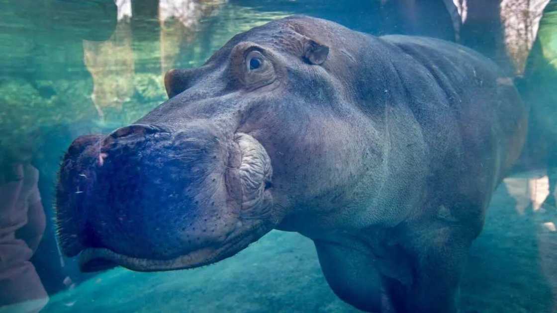animals that live in water animals that live in water