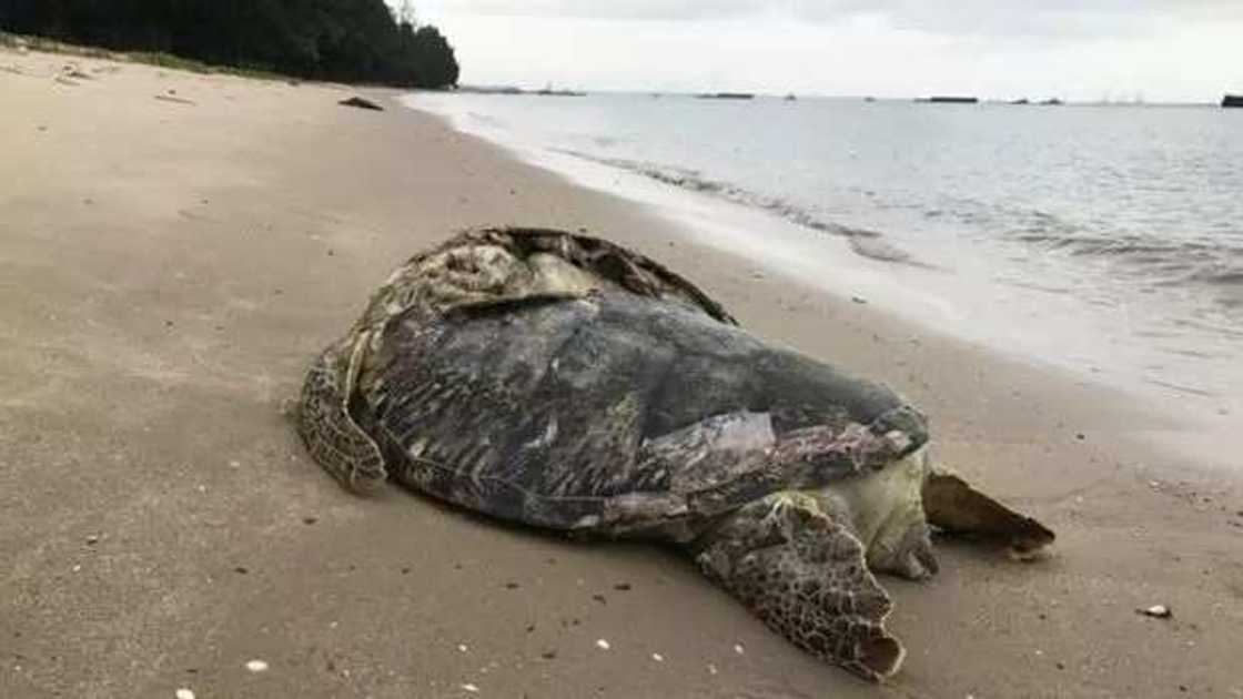 Photos: Rare breed gigiantic turtle found dead at beach Photos: Rare breed gigiantic turtle found dead at beach