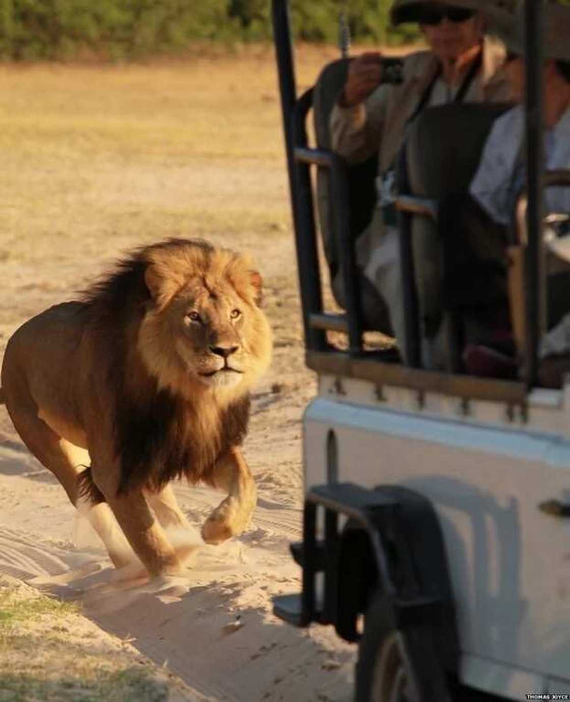 Zimbabwe's 'Iconic' Lion Cecil Killed By Сruel Hunter Zimbabwe's 'Iconic' Lion Cecil Killed By Сruel Hunter