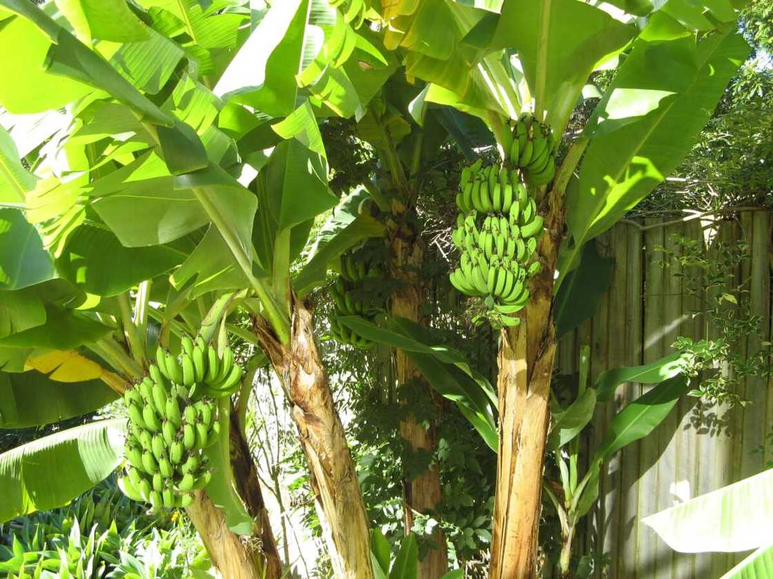 How long does it take for plantains to grow? How long does it take for plantains to grow?