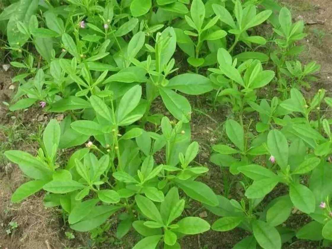 Water Leaf (Talinum fruticosum)