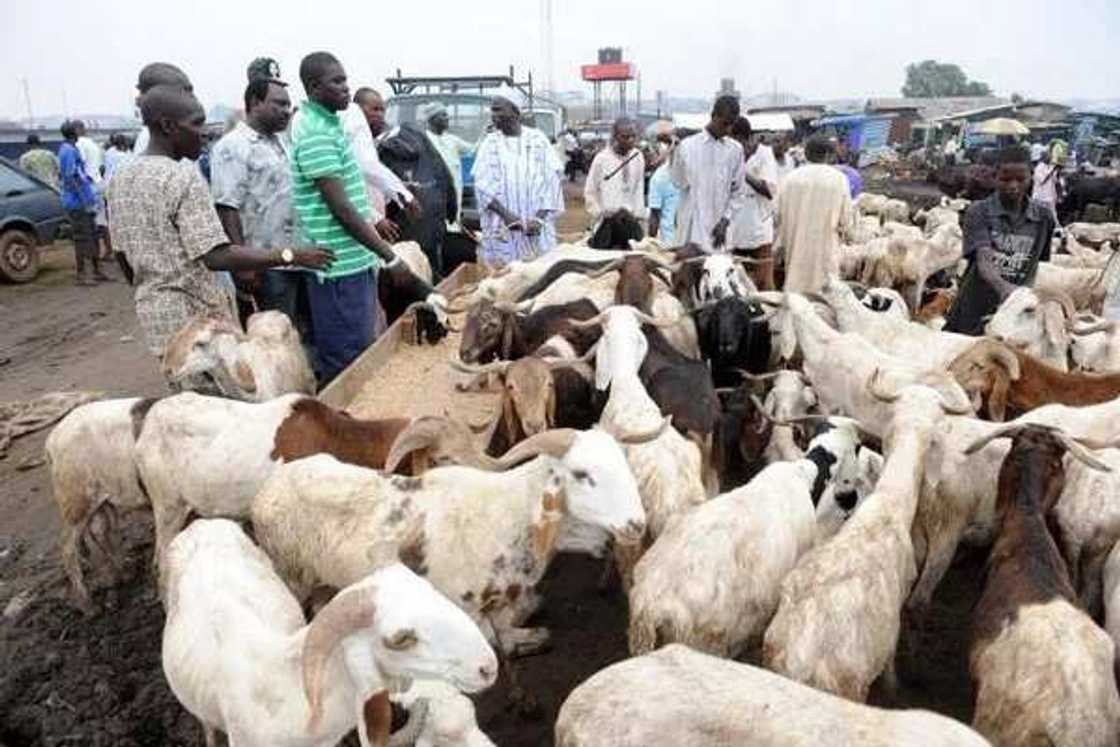 5 cheapest cattle markets in Nigeria