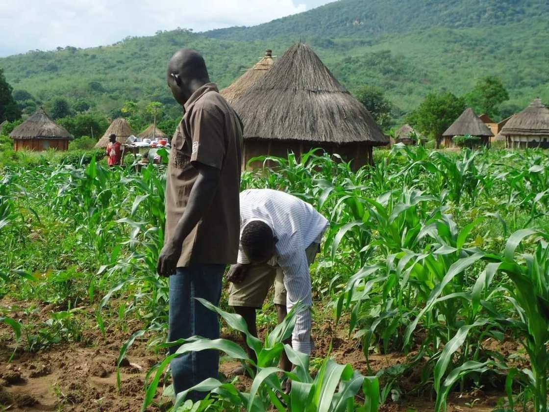 Shiru kake ji: Bankin manoma ya koka a kan biliyan N60bn da manoman Najeriya suka ranta