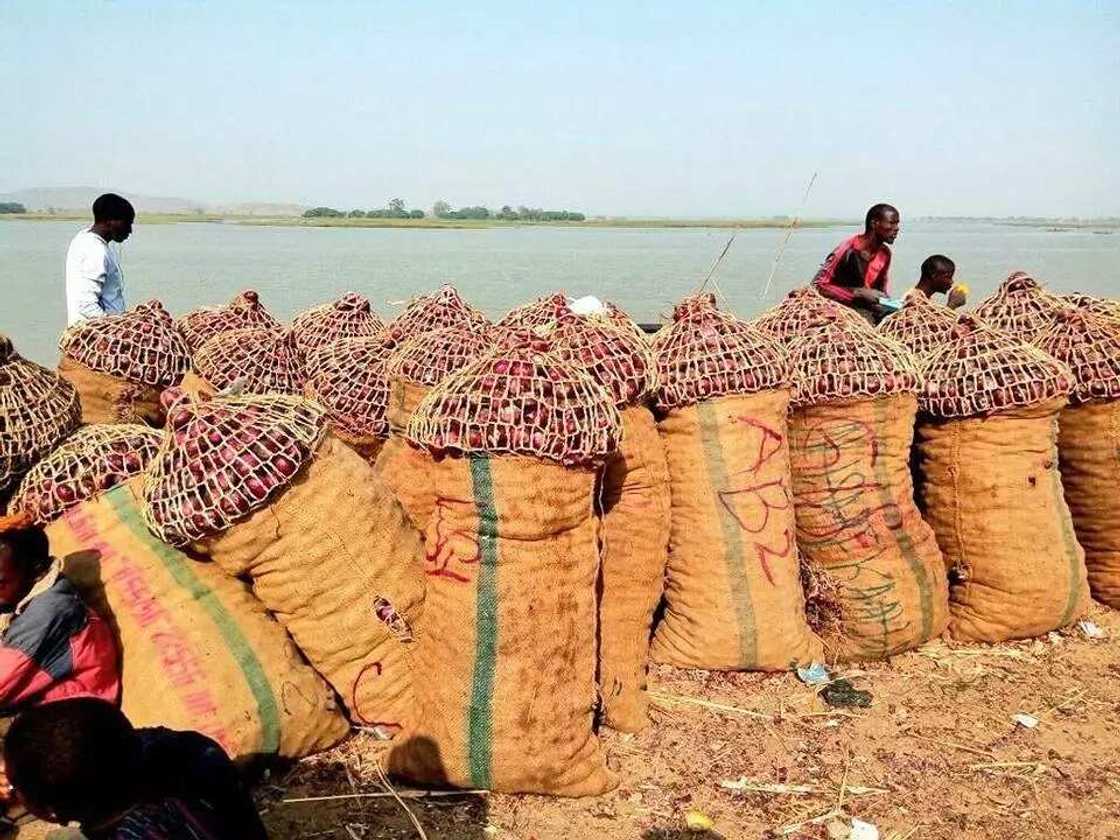 Biggest onion market in Nigeria Biggest onion market in Nigeria